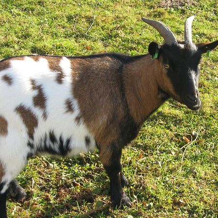 Le Paradis Des Animaux Coublevie Eksteriør billede