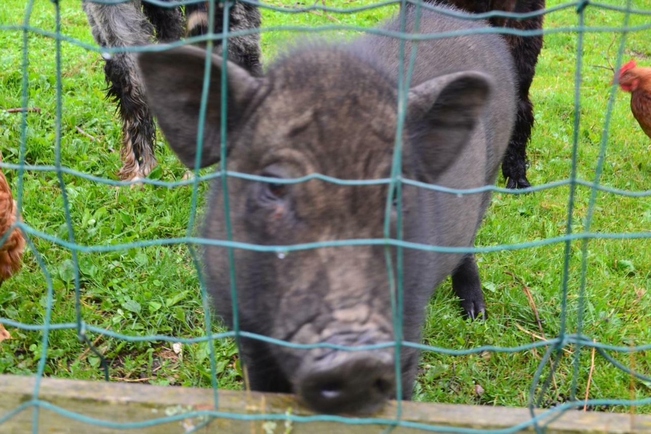 Le Paradis Des Animaux Coublevie Eksteriør billede