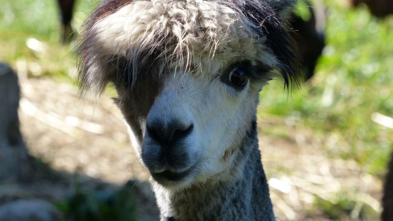 Le Paradis Des Animaux Coublevie Eksteriør billede