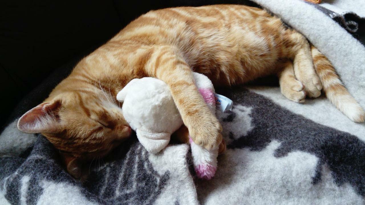 Le Paradis Des Animaux Coublevie Eksteriør billede